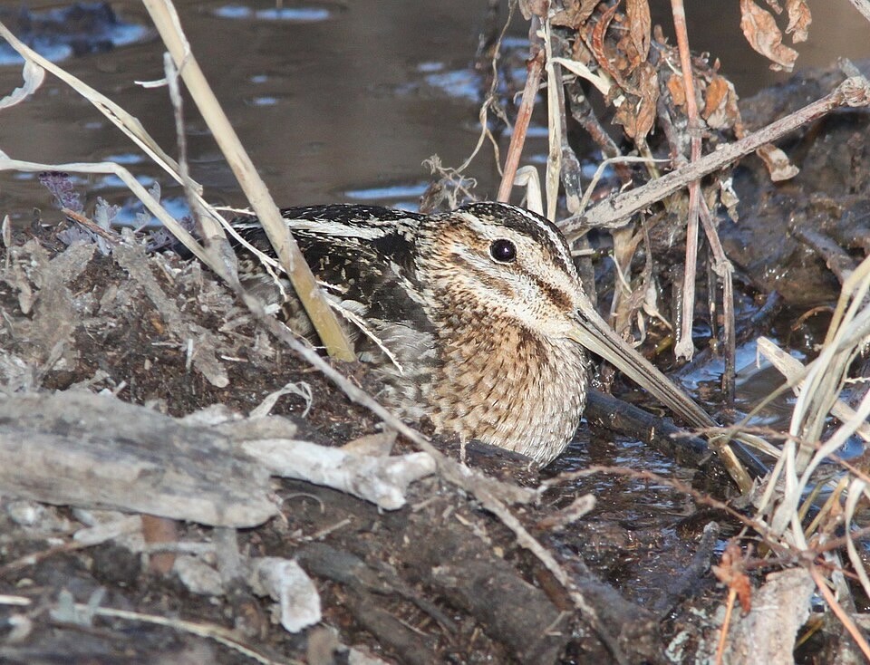 SNIPE, WILSON'S (2-4-12) patagonia lake , scc, az -01 (6818657097).jpg by Alan Schmierer is available through Public Domain